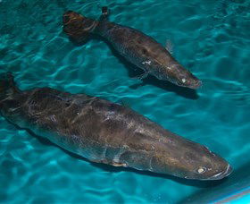 Cookabarra Restaurant And Function Centre - Tailor Made Fish Farms - New Castle Tourism 7