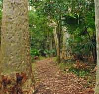 Depot Beach Rainforest walk - New Castle Tourism