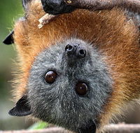 Wingham Brush Nature Reserve - New Castle Tourism