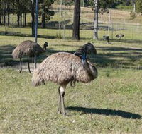 Glen Ian Ostrich and Emu Farm - New Castle Tourism