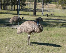 Glen Ian Ostrich And Emu Farm - New Castle Tourism 0