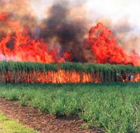 Reeves Family Sugar Cane Farm - Newcastle Accommodation