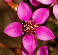 Flora - New Castle Tourism