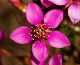 Flora - New Castle Tourism 0