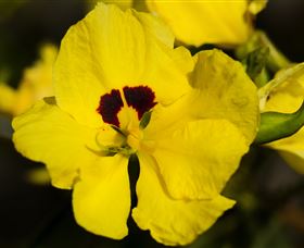 Flora - New Castle Tourism 1