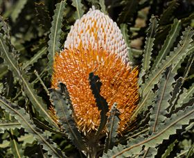 Flora - New Castle Tourism 2