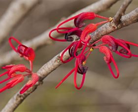 Flora - New Castle Tourism 3