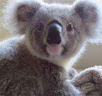 Koala Care Centre in Lismore - New Castle Tourism