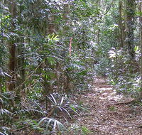 Big Scrub loop walking track - New Castle Tourism