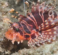 The Seaway Dive Site - Newcastle Accommodation