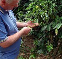 Wombah Coffee Plantation - New Castle Tourism