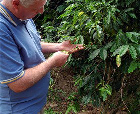 Wombah Coffee Plantation - New Castle Tourism 0