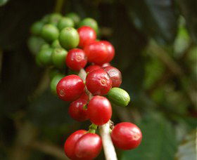Wombah Coffee Plantation - New Castle Tourism 2