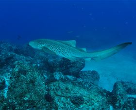 Palm Beach Reef Dive Site - Newcastle Accommodation 1