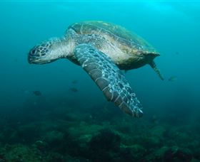 Palm Beach Reef Dive Site - Newcastle Accommodation 2