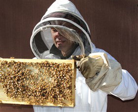 Superbee Honeyworld Gold Coast - Newcastle Accommodation 1