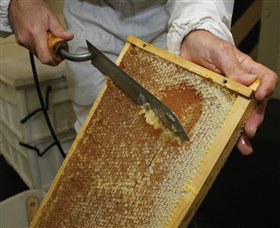 Superbee Honeyworld Gold Coast - Newcastle Accommodation 2