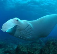 Manta Bommie Dive Site - New Castle Tourism