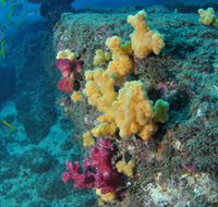 Shag Rock Dive Site - New Castle Tourism