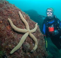 Cook Island Dive Site - Newcastle Accommodation