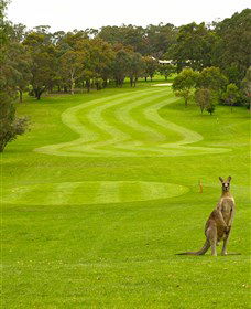 Pambula Merimbula Golf Club - New Castle Tourism 2