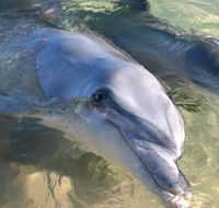 Dolphins of Monkey Mia - New Castle Tourism