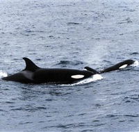 Killer Whale Trail - New Castle Tourism