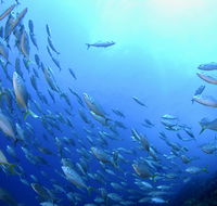 Cape Byron Marine Park - New Castle Tourism