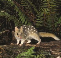 Tarkine Forest Reserve