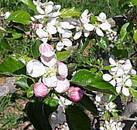 Avro Park Orchards - New Castle Tourism