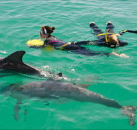 Rockingham Wild Encounters - Swim with Wild Dolphins - New Castle Tourism