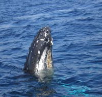 Jervis Bay Whales - Newcastle Accommodation