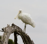 Melbourne Birding Tours - New Castle Tourism