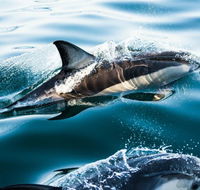 Dolphin Swim Australia - Newcastle Accommodation