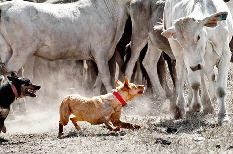 David Hancock Photography - New Castle Tourism 2