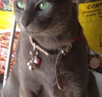 Pets and Saddles - New Castle Tourism