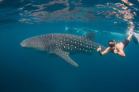 Ningaloo Reef Whale Shark Snorkeling Adventure Apr-July - New Castle Tourism 0