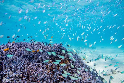 Ningaloo Reef Whale Shark Snorkeling Adventure Apr-July - New Castle Tourism 6