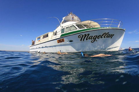 Ningaloo Reef Whale Shark Snorkeling Adventure Apr-July - New Castle Tourism 13