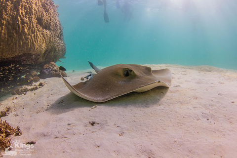 Ningaloo Reef Whale Shark Snorkeling Adventure Apr-July - New Castle Tourism 12