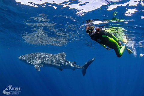 Ningaloo Reef Whale Shark Snorkeling Adventure Apr-July - New Castle Tourism 10
