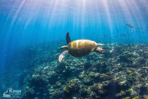 Ningaloo Reef Whale Shark Snorkeling Adventure Apr-July - New Castle Tourism 3