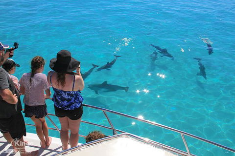 Ningaloo Reef Whale Shark Snorkeling Adventure Apr-July - New Castle Tourism 4