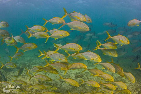 Ningaloo Reef Whale Shark Snorkeling Adventure Apr-July - New Castle Tourism 5