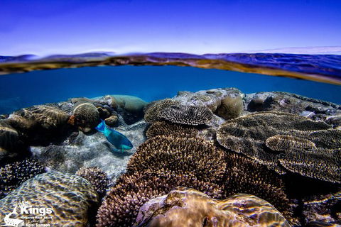 Ningaloo Reef Whale Shark Snorkeling Adventure Apr-July - New Castle Tourism 8