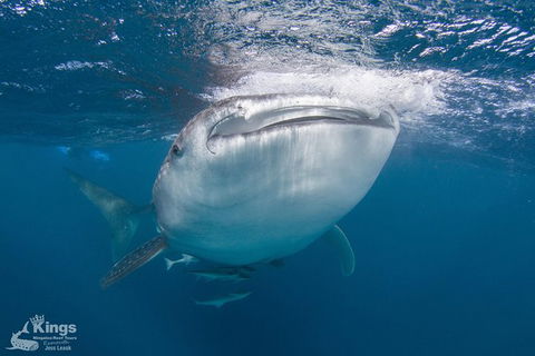 Ningaloo Reef Whale Shark Snorkeling Adventure Apr-July - New Castle Tourism 9