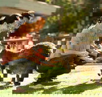 Very Best of Perth Tour - Wildlife Park  City Highlights Tour - Newcastle Accommodation