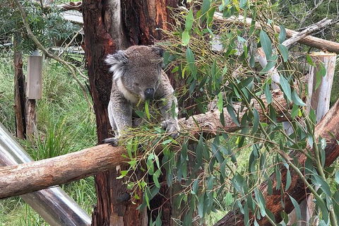 Day Tour Of Phillip Island, The Surrounding Region And Wine Tasting - New Castle Tourism 10