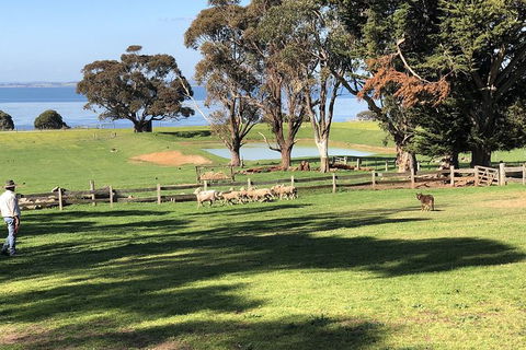 Day Tour Of Phillip Island, The Surrounding Region And Wine Tasting - New Castle Tourism 13