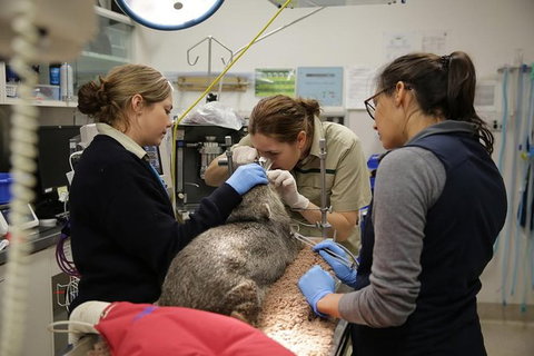 Healesville Sanctuary General Entry Ticket - New Castle Tourism 7